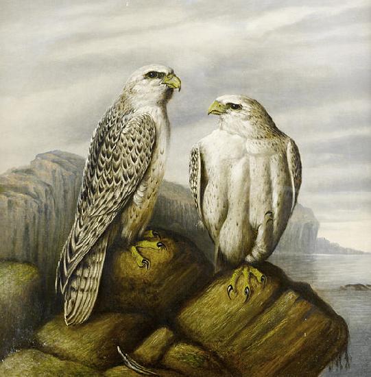 Joseph Wolf Gyr falcons on a rocky ledge China oil painting art